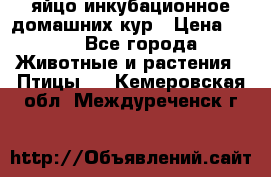 яйцо инкубационное домашних кур › Цена ­ 25 - Все города Животные и растения » Птицы   . Кемеровская обл.,Междуреченск г.